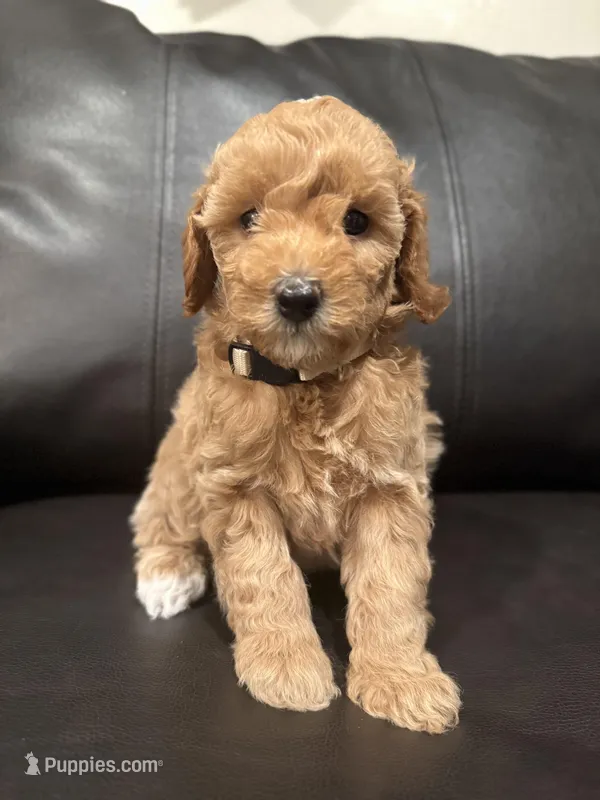 Ruby (9-12 lbs) – Poodle - Miniature  puppy on hold in Bakersfield, CA