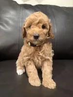 Ruby (9-12 lbs), a female Poodle - Miniature  for sale in Bakersfield, CA – Photo 1 of 4