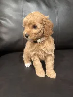 Ruby (9-12 lbs), a female Poodle - Miniature  for sale in Bakersfield, CA – Photo 3 of 4