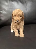 Ruby (9-12 lbs), a female Poodle - Miniature  for sale in Bakersfield, CA – Photo 2 of 4