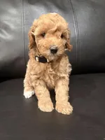 Ruby (9-12 lbs), a female Poodle - Miniature  for sale in Bakersfield, CA – Photo 4 of 4