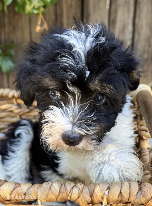 Ross (10 lbs) – Miniature Aussiedoodle puppy for sale in Bakersfield, CA