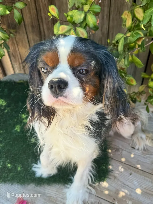 Marshal's Buster (Merle Cav) – Cavalier King Charles Spaniel puppy for sale in Bakersfield, CA