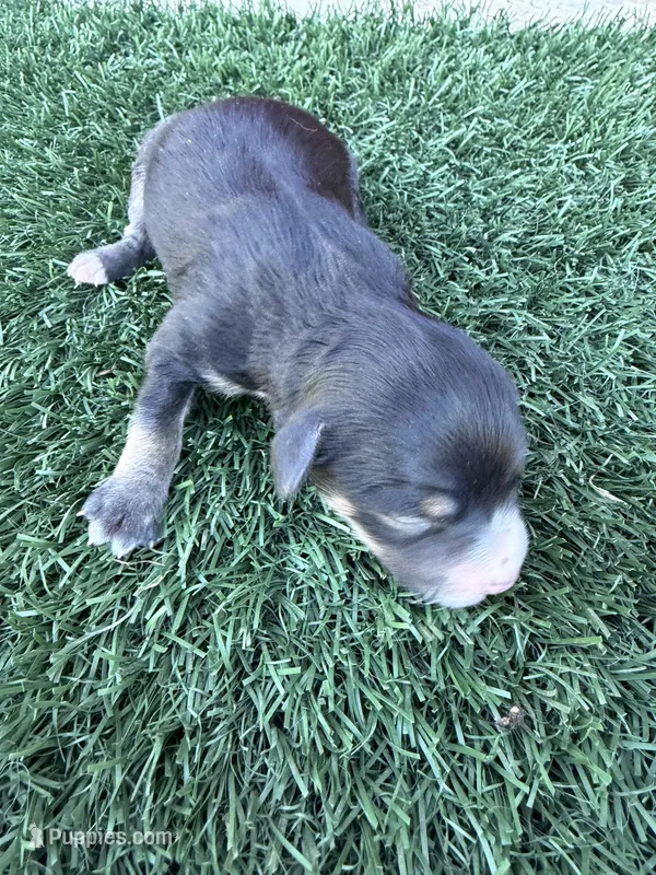 Selena Gomez (15-18 lbs) – Miniature Aussiedoodle puppy for sale in Bakersfield, CA