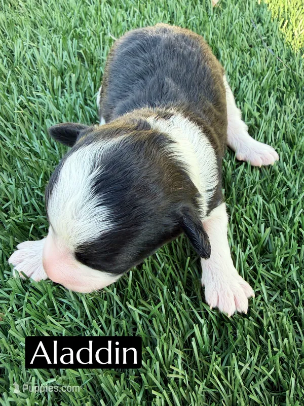 Aladdin  – Miniature Aussiedoodle puppy for sale in Bakersfield, CA