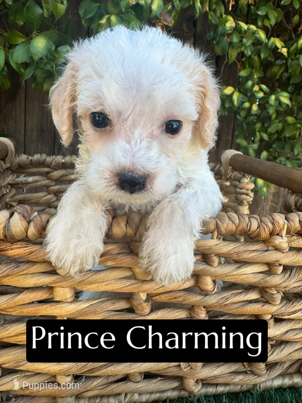 Prince Charming (15 lbs) – Poodle - Miniature  puppy for sale in Bakersfield, CA