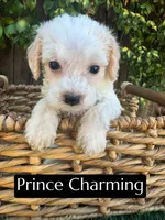 Prince Charming (15 lbs), a male Poodle - Miniature  for sale in Bakersfield, CA – 1 of 5