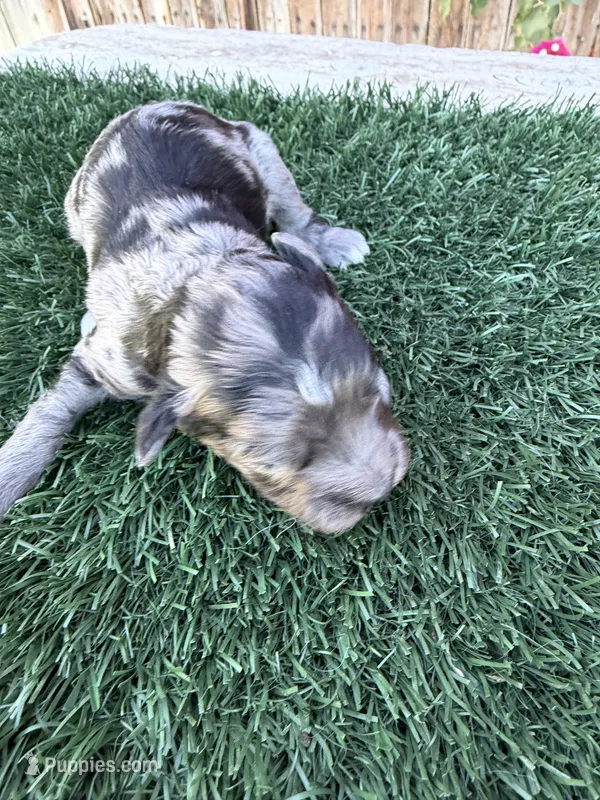 Charming (15 lbs) – Miniature Aussiedoodle puppy for sale in Bakersfield, CA
