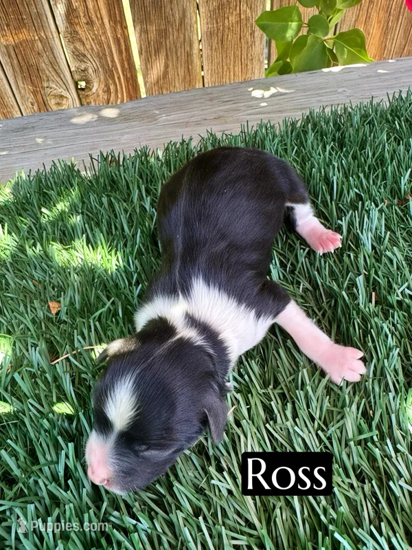 Ross (10 lbs) – Miniature Aussiedoodle puppy for sale in Bakersfield, CA