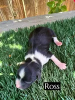 Ross (10 lbs), a female Miniature Aussiedoodle for sale in Bakersfield, CA – 1 of 1