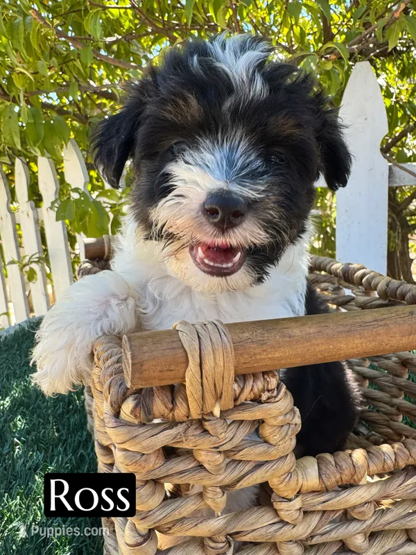 Ross (10 lbs) – Miniature Aussiedoodle puppy for sale in Bakersfield, CA