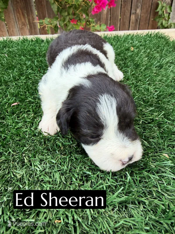 Ed Sheeran (12 lbs) – Miniature Aussiedoodle puppy for sale in Bakersfield, CA