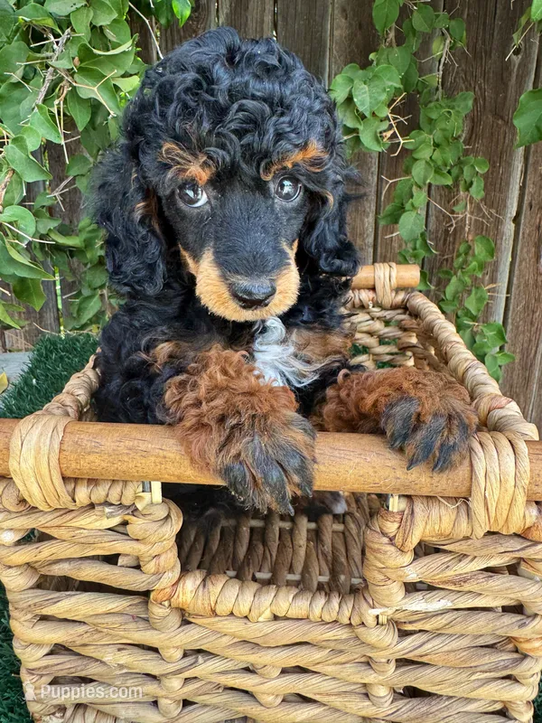 Itsy Bitsy (AKC) – Poodle - Toy  puppy for sale in Bakersfield, CA