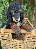 Itsy Bitsy (AKC), a female Poodle - Toy  for sale in Bakersfield, CA – 1 of 2