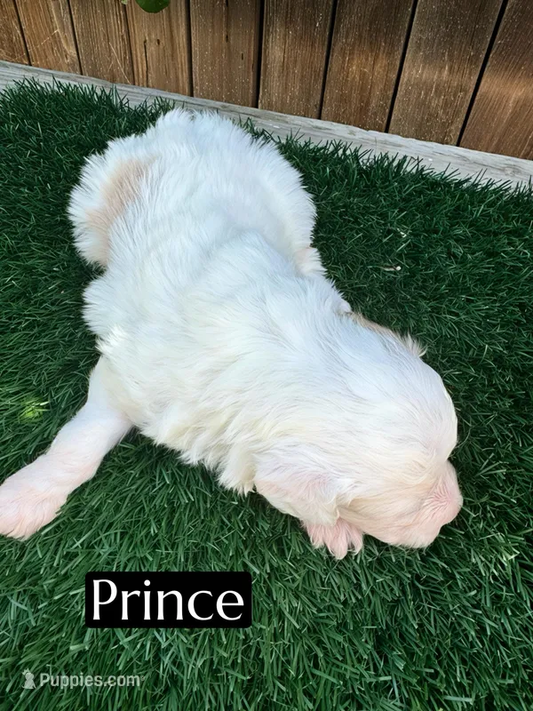 Prince (10-12 lbs) – Miniature Aussiedoodle puppy for sale in Bakersfield, CA
