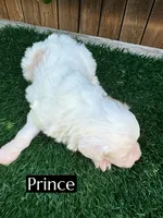 Prince (10-12 lbs), a male Miniature Aussiedoodle for sale in Bakersfield, CA – Photo 2 of 5