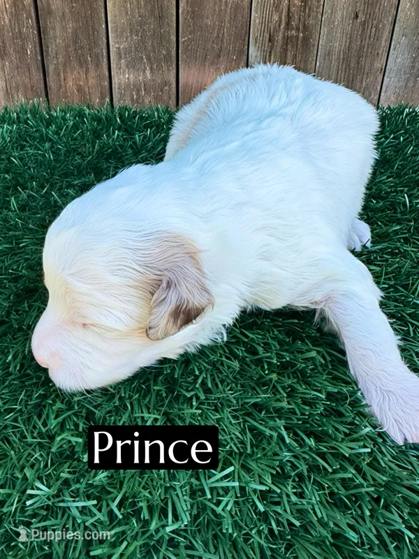Prince (10-12 lbs)