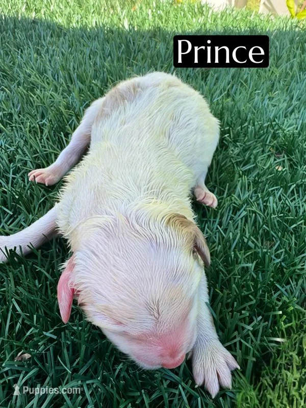 Prince (10-12 lbs)
