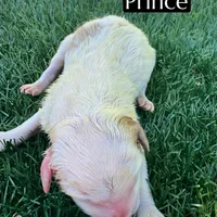 Prince (10-12 lbs), a male Miniature Aussiedoodle for sale in Bakersfield, CA – Photo 5 of 5