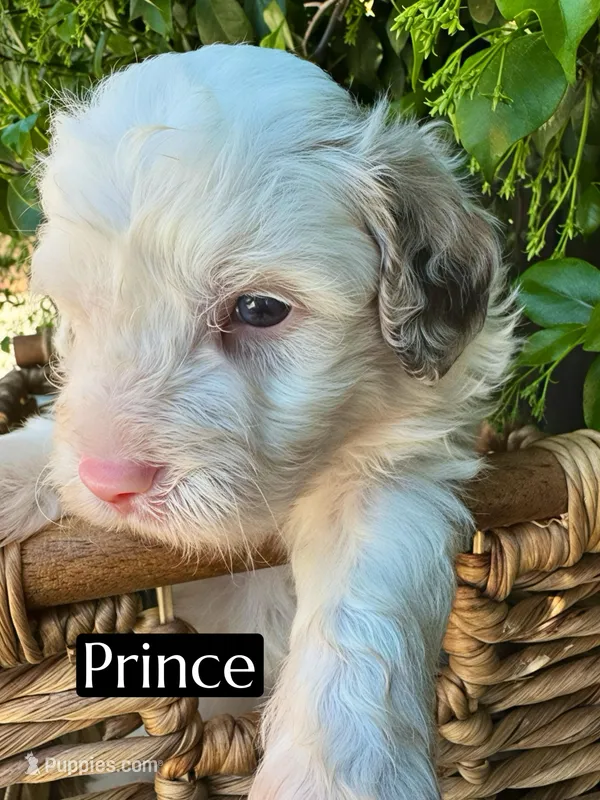 Prince (10-12 lbs) – Miniature Aussiedoodle puppy for sale in Bakersfield, CA