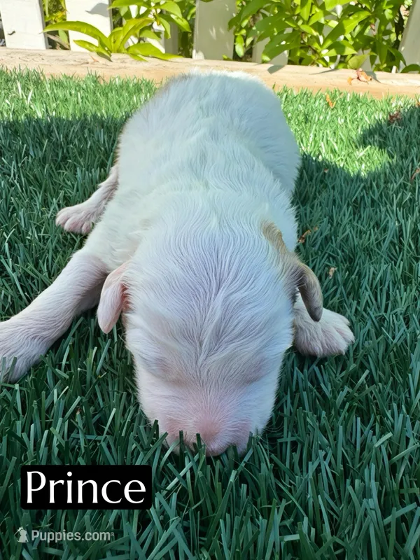 Prince (10-12 lbs)