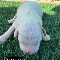 Prince (10-12 lbs), a male Miniature Aussiedoodle for sale in Bakersfield, CA – Photo 4 of 5