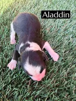 Aladdin , a male Miniature Aussiedoodle for sale in Bakersfield, CA – 2 of 2