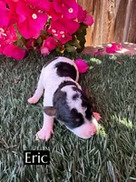 Eric (roughly 15 pounds), a male Poodle - Miniature  for sale in Bakersfield, CA – 1 of 1