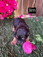 Jim (roughly 15 lbs), a female Miniature Aussiedoodle for sale in Bakersfield, CA – 1 of 1