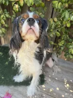 Marshal's Buster (Merle Cav), a male Cavalier King Charles Spaniel for sale in Bakersfield, CA – 2 of 4