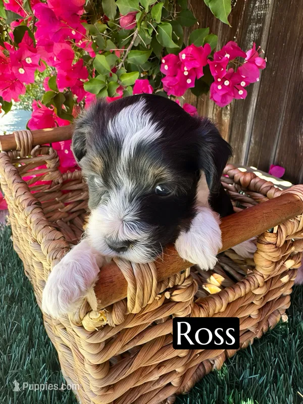Ross (10 lbs) – Miniature Aussiedoodle puppy for sale in Bakersfield, CA