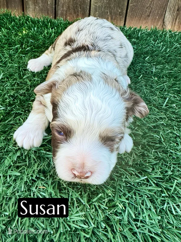Susan (10-15 lbs) – Miniature Aussiedoodle puppy for sale in Bakersfield, CA