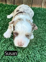 Susan (10-15 lbs), a female Miniature Aussiedoodle for sale in Bakersfield, CA – Photo 2 of 4