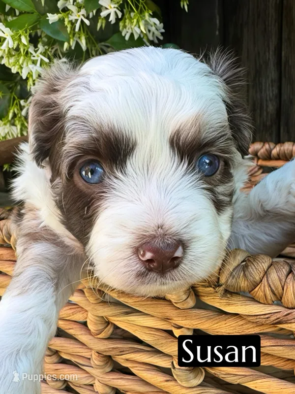 Susan (10-15 lbs) – Miniature Aussiedoodle puppy for sale in Bakersfield, CA