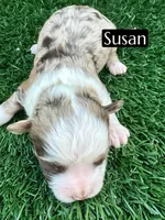 Susan (10-15 lbs), a female Miniature Aussiedoodle for sale in Bakersfield, CA – Photo 3 of 4