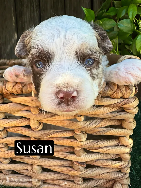 Susan (10-15 lbs) – Miniature Aussiedoodle puppy for sale in Bakersfield, CA