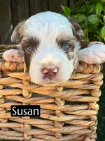 Susan (10-15 lbs), a female Miniature Aussiedoodle for sale in Bakersfield, CA – Photo 1 of 4