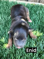 Enid (15 lbs), a female Miniature Aussiedoodle for sale in Bakersfield, CA – Photo 5 of 7