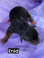 Enid (15 lbs), a female Miniature Aussiedoodle for sale in Bakersfield, CA – Photo 6 of 7