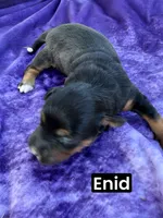 Enid (15 lbs), a female Miniature Aussiedoodle for sale in Bakersfield, CA – Photo 7 of 7