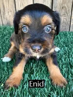 Enid (15 lbs), a female Miniature Aussiedoodle for sale in Bakersfield, CA – Photo 1 of 7