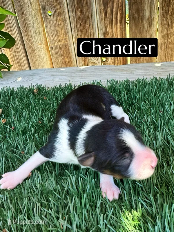 Chandler (10 lbs) – Miniature Aussiedoodle puppy for sale in Bakersfield, CA