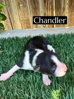 Chandler (10 lbs), a female Miniature Aussiedoodle for sale in Bakersfield, CA – 5 of 6