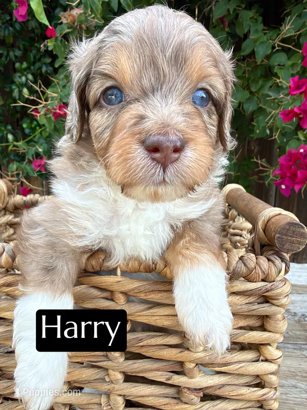 Harry Styles (15-18 lbs) – Miniature Aussiedoodle puppy for sale in Bakersfield, CA
