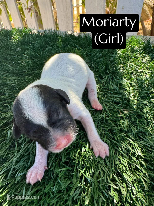 Moriarty – Cavapoo puppy for sale in Bakersfield, CA
