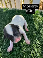 Moriarty, a female Cavapoo for sale in Bakersfield, CA – 1 of 1