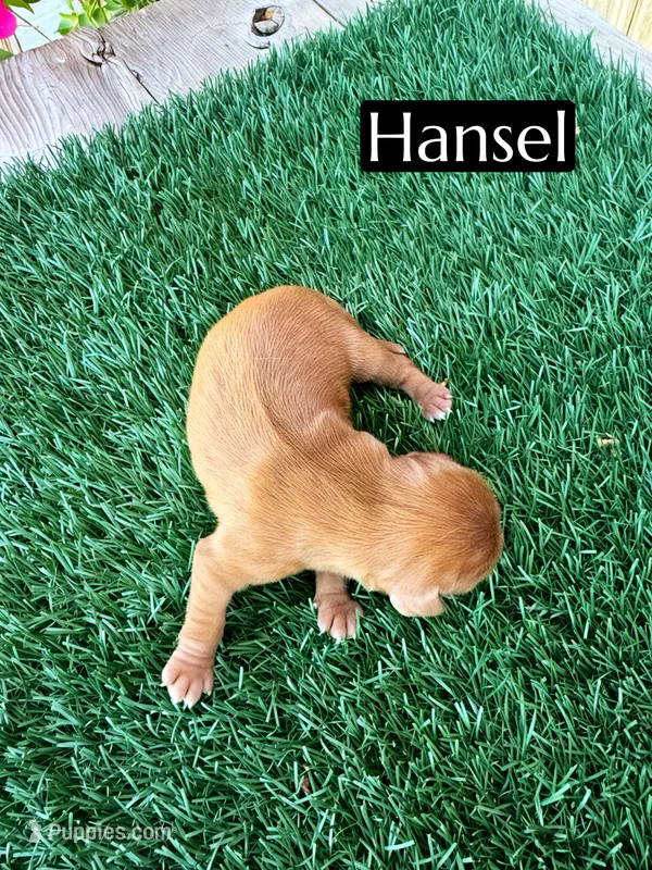 AKC Hansel – Cavalier King Charles Spaniel puppy for sale in Bakersfield, CA