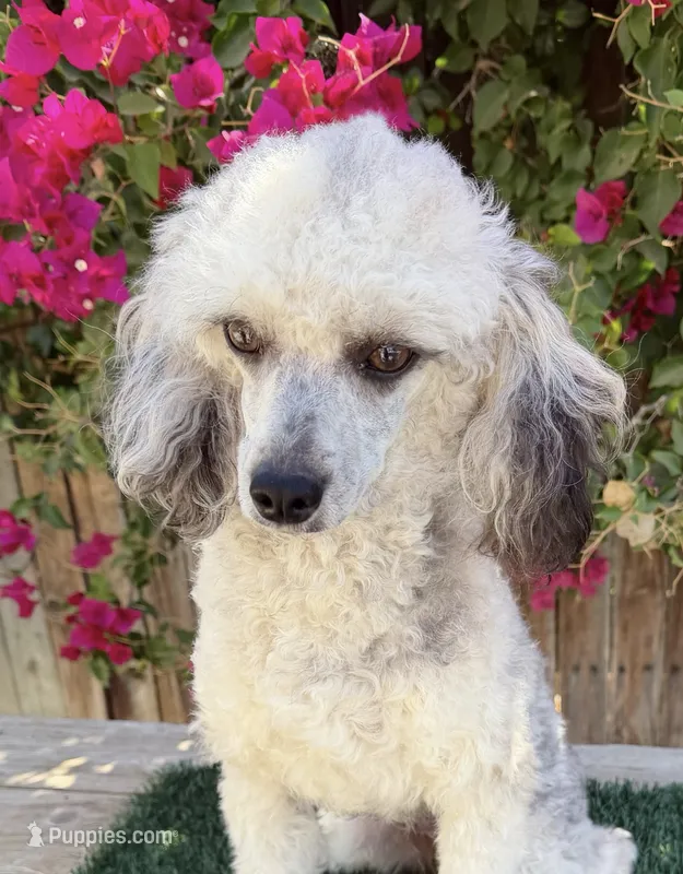 Ferrari AKC (8 lbs), a male Poodle - Toy  for sale in Bakersfield, CA – 1 of 2