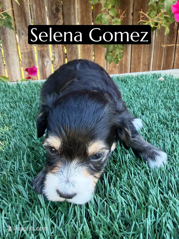 Selena Gomez (15-18 lbs) – Miniature Aussiedoodle puppy for sale in Bakersfield, CA