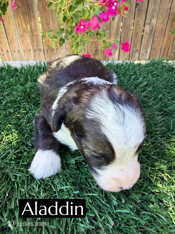 Aladdin (15 lbs) – Miniature Aussiedoodle puppy for sale in Bakersfield, CA